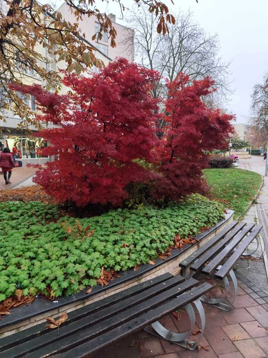 Японски клен - Ацер Студоустойчив Налични 5 вида