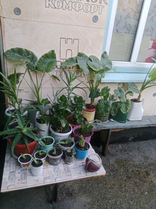 Цветы за 1000 тенге