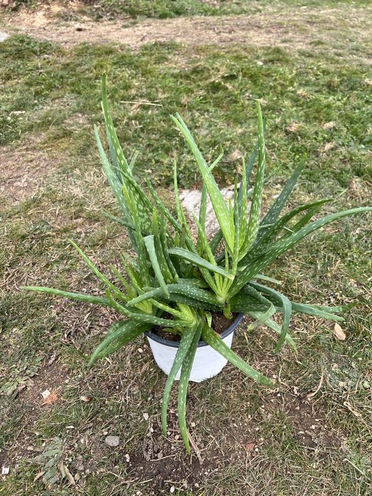 Алое вера в саксия