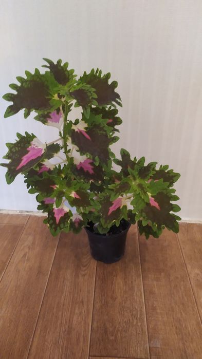 Продам ком. цветы выращенные дома.