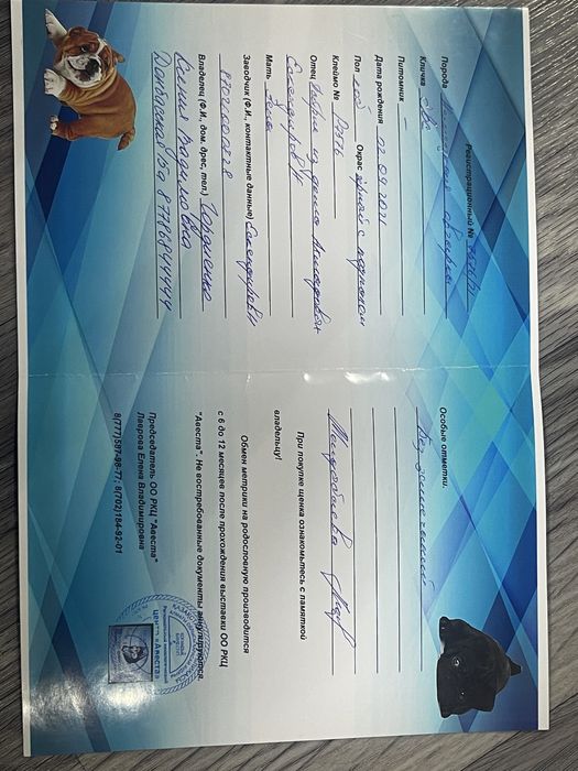 Немецкая овчарка Для Вязки