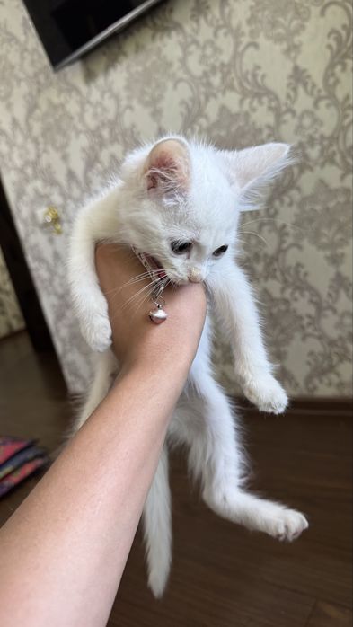 hunikkina mushuk
