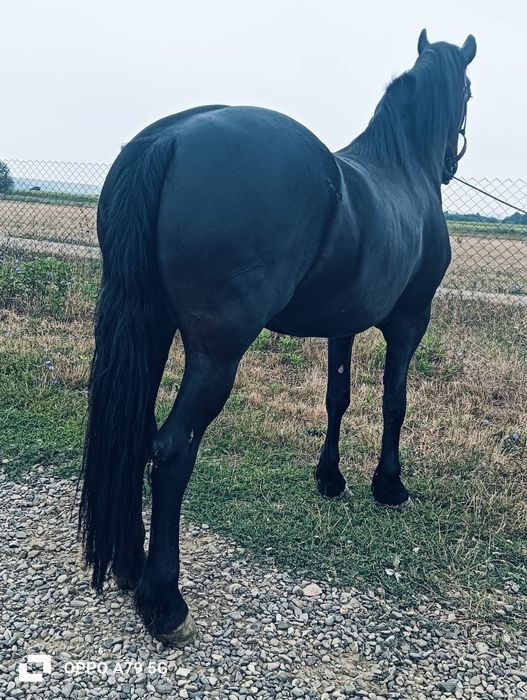 De vânzare mânză de 3 ani