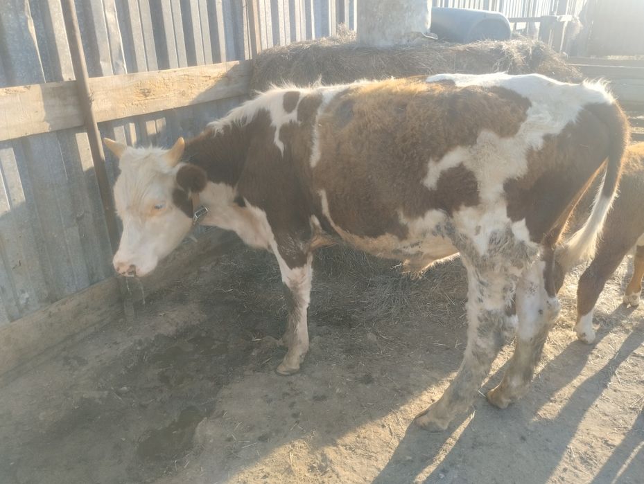 Продам бычков полтарашки