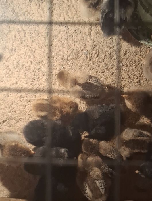 Балапан кучин гигант