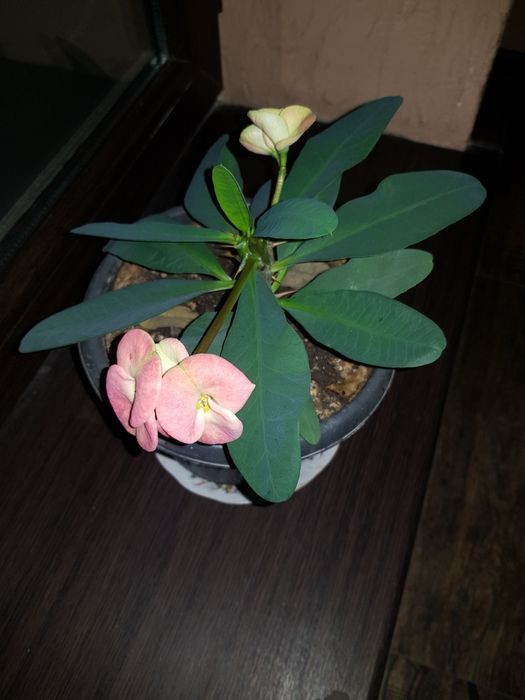 Комнатные. Растения