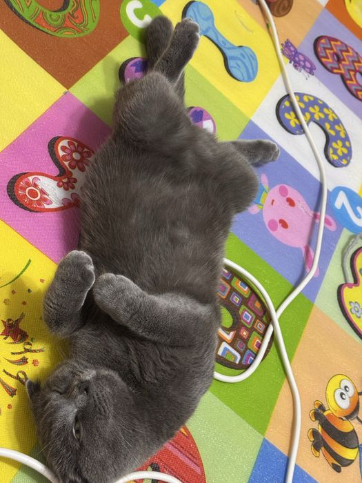 Ищем кошку для вязки