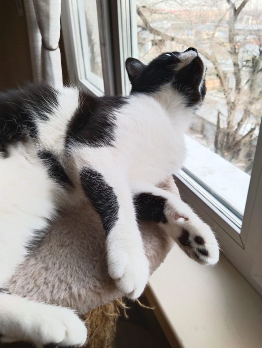 Отдам в добрые руки котенка