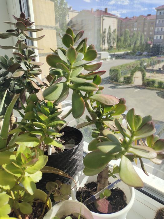 Продам недорого комнатные цветы
