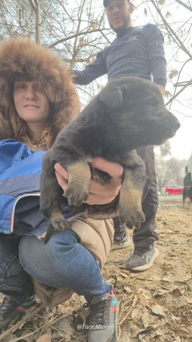 Срочно нужен дом щенкам