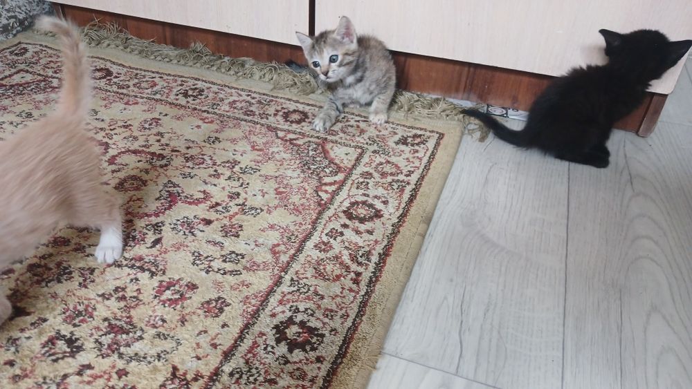 Отдам котенка 1 месяц