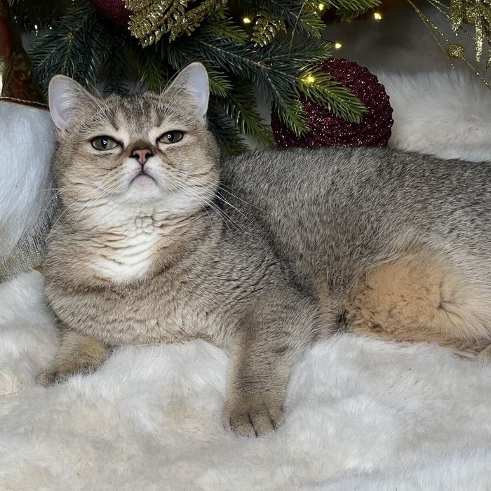 Девочка золотого окраса