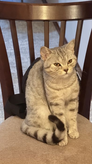 Шотландская прямоухая