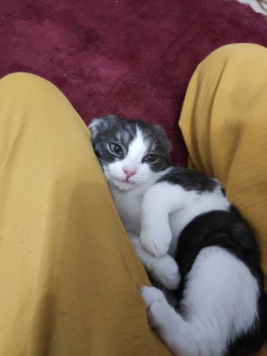 Кот 5-4 месяцев ждёт вас