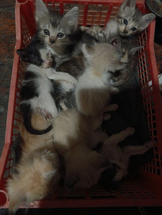 Отдам котят в добрые руки