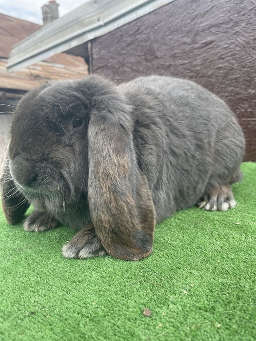 Mascul Berbec German Albastru