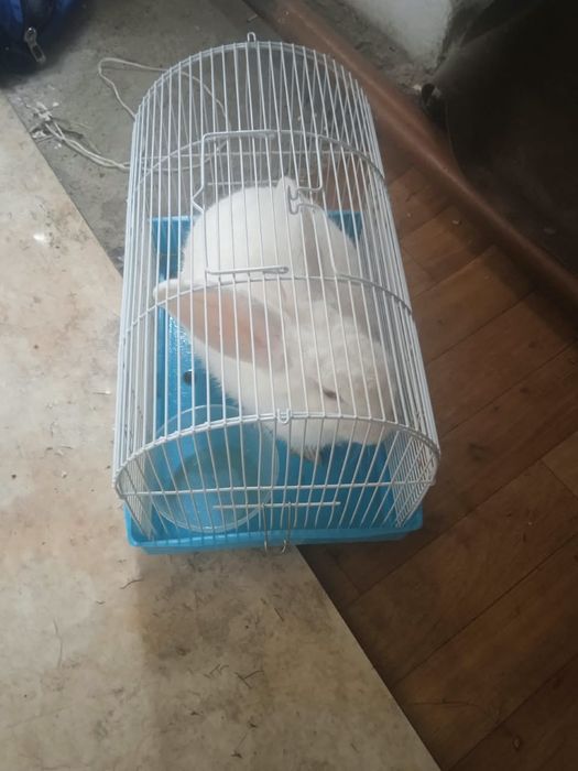 Кролик домашний с  клеткой
