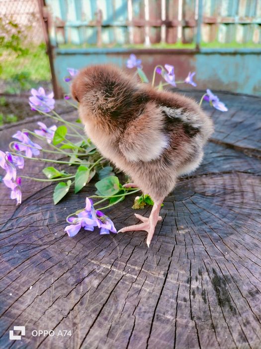 Pui de gaina din rasele:Paduane Chamoise.