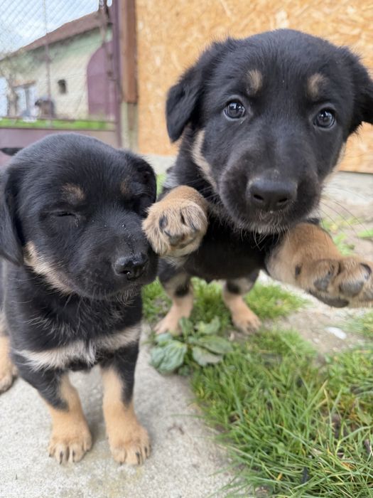 Pui Ciobănesc German deosebiți – Vaccinați și Deparazitați (Carnet Sănătate)