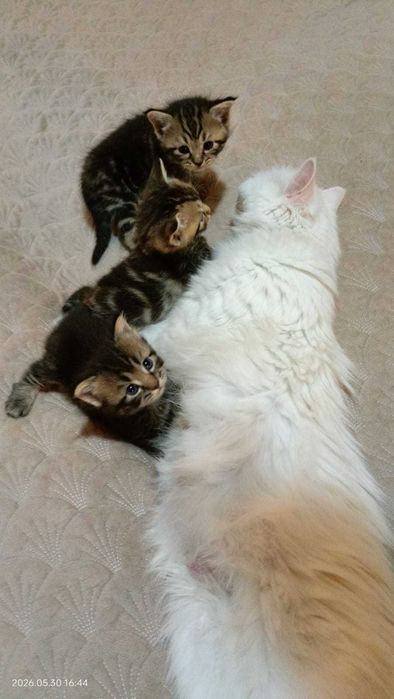Породистые котята