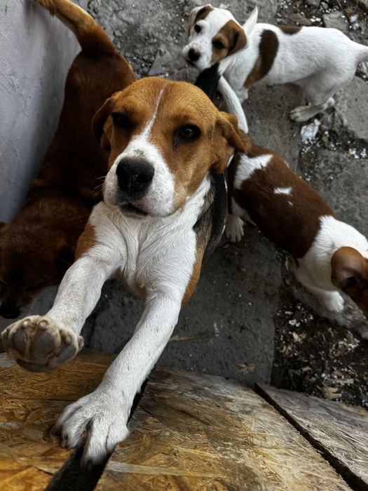 Donez catelusa de 2 ani