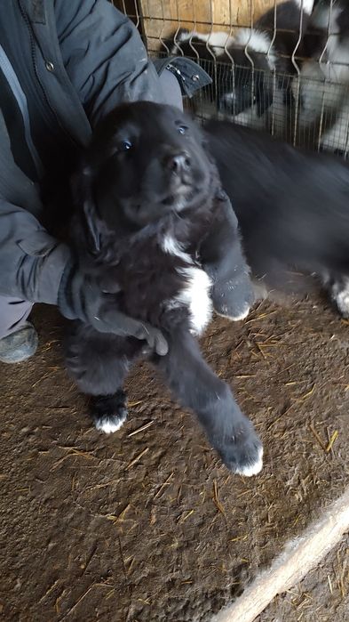 Cautam stapani iubitori