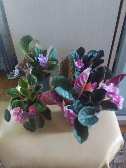 Продам комнатные цветы