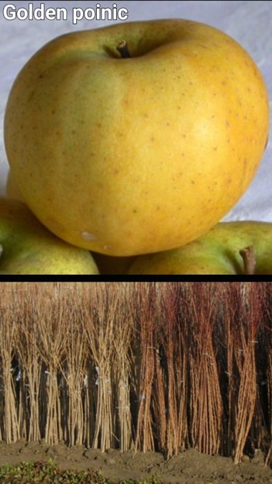 Caisi-pomi fructiferi