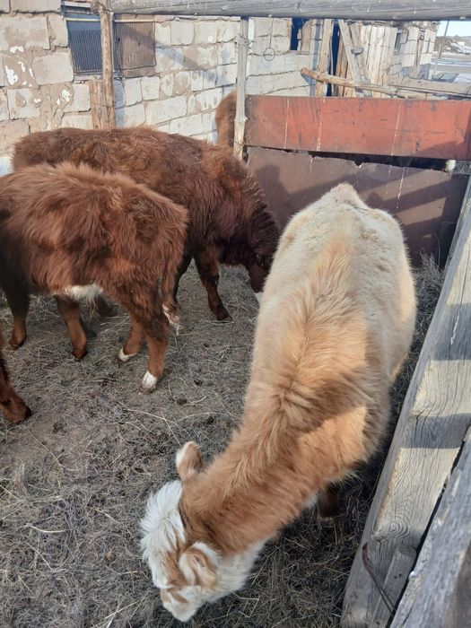 Продается телочки.