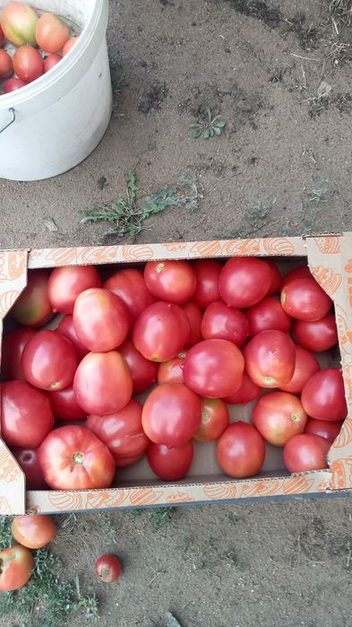 Продам помидоры очень вкусные