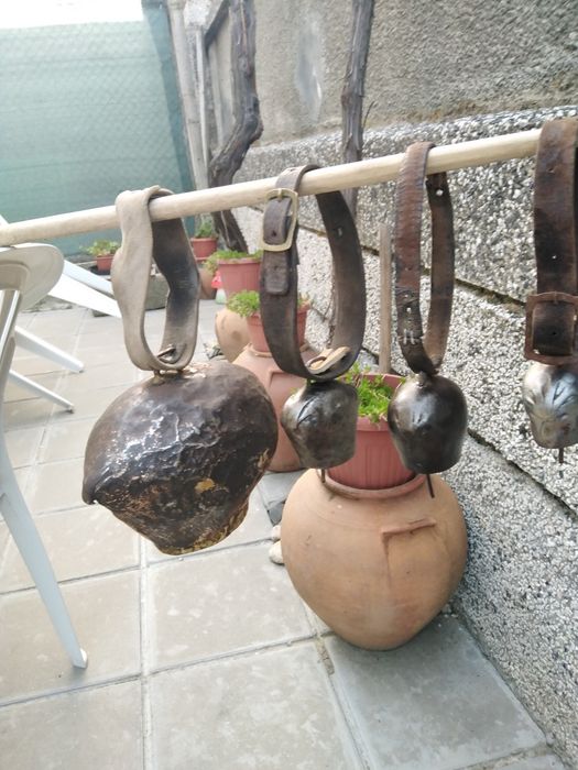 Красиви големи стари хлопки