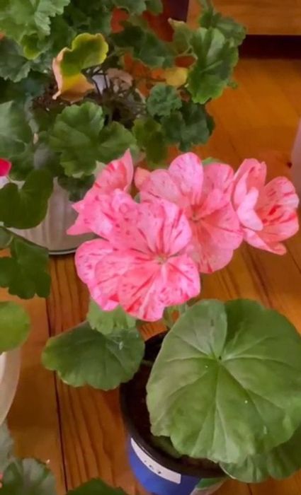 Продам отростки пеларгония ( герань)