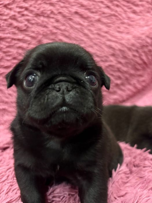 Продажа щенков мопс