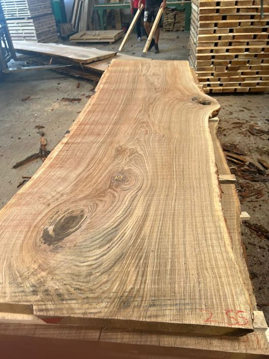 Felii, Blaturi Nuc, stejar plop 50-,100 cm