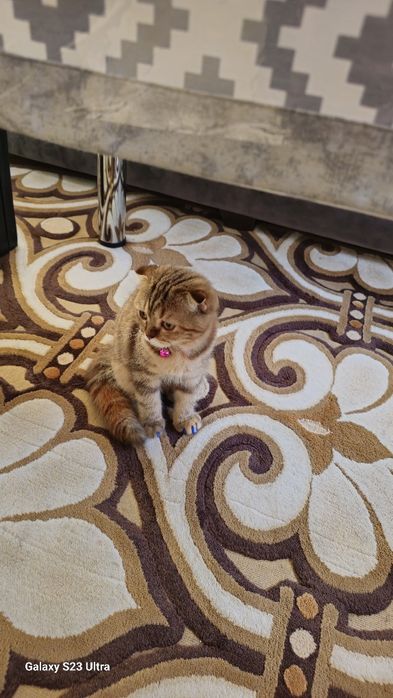 Skottish fold mushuk