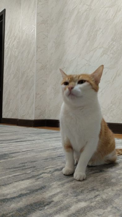 Отдам кошку стерелизованную