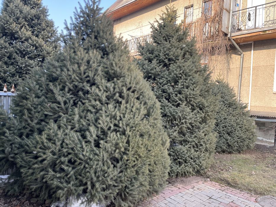 Продам Тянь-Шанские ели