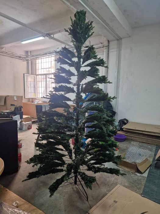 Vând brad bizotto 2,7m