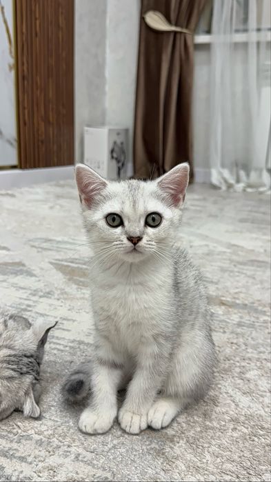 Красивые британские котята