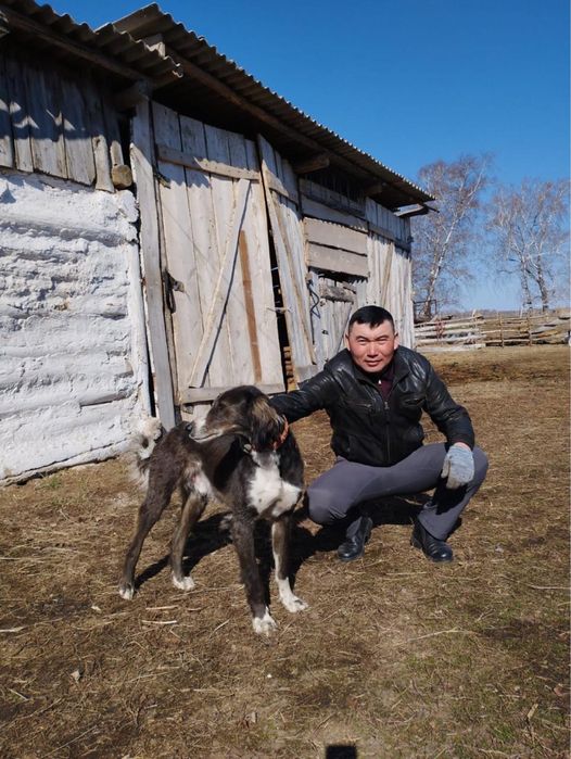 Тазы күшік сатылады