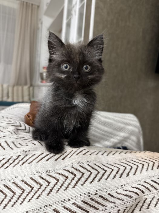 Отдам котенка в добрые руки.