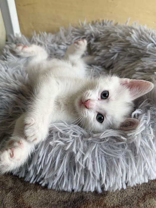 Отдам котят даром, в надеждные руки