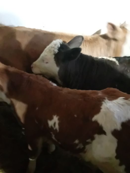 Taurasi și vitele baltati