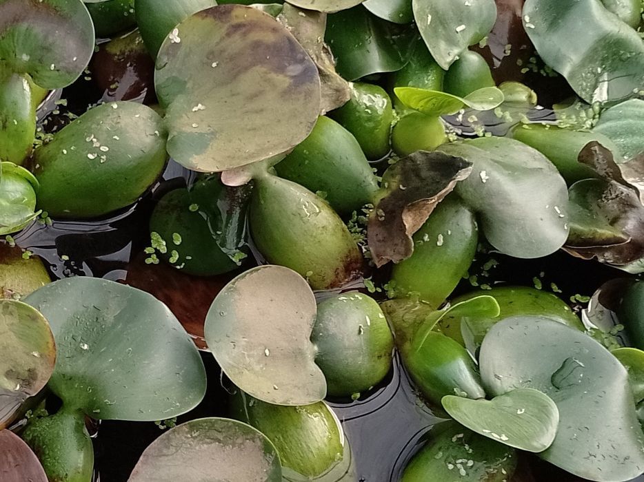 Salata de apa . Zambile de apa amazoniene, plante de apa pl