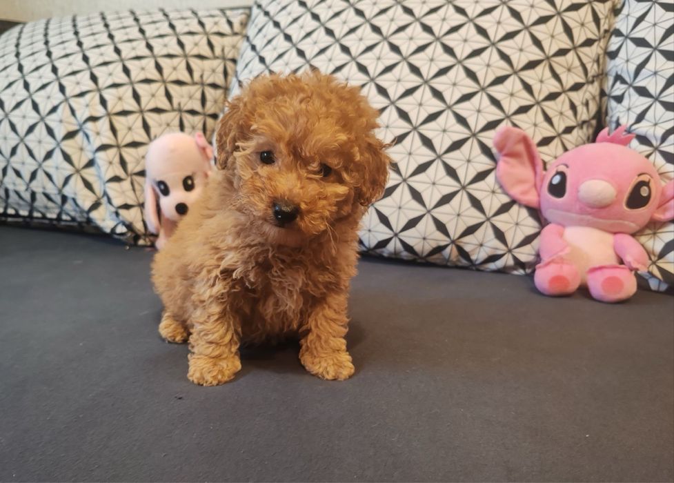 Малтипу  -  женско