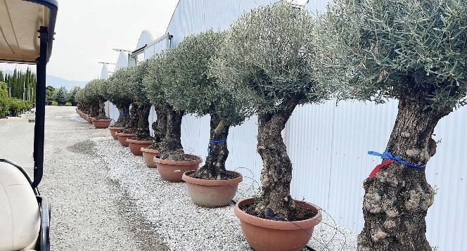 Maslini seculatri si bonsai de vanzare