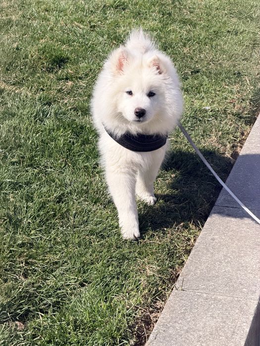 самоед на 3 месеца