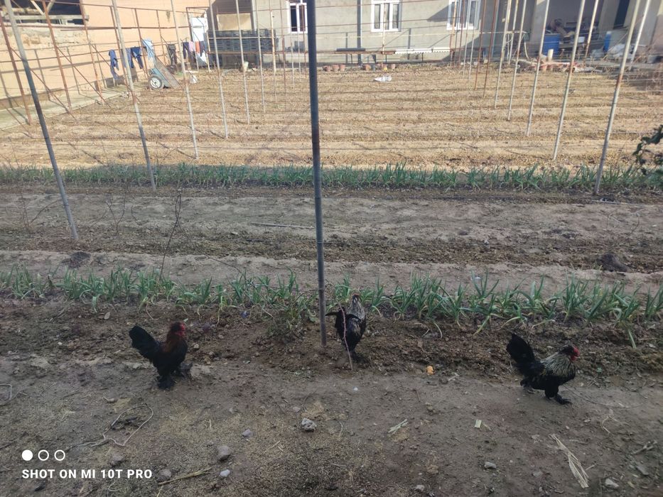 Yapon xoroz sotiladi