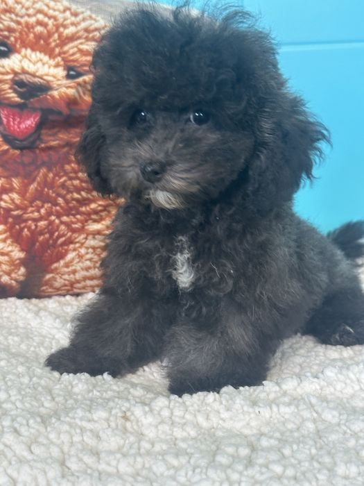Малтипу/ Maltipoo silver