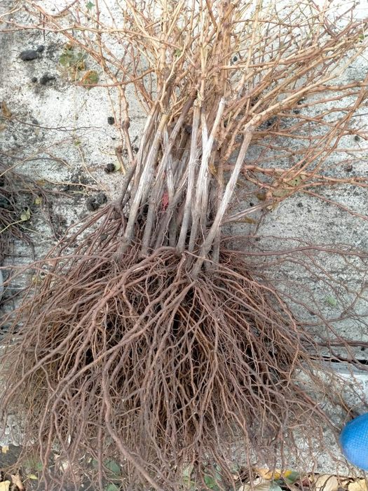 Butasi certificați și autorizati